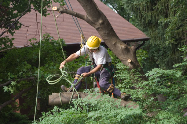 Lawn Renovation and Restoration in Fairhope, PA