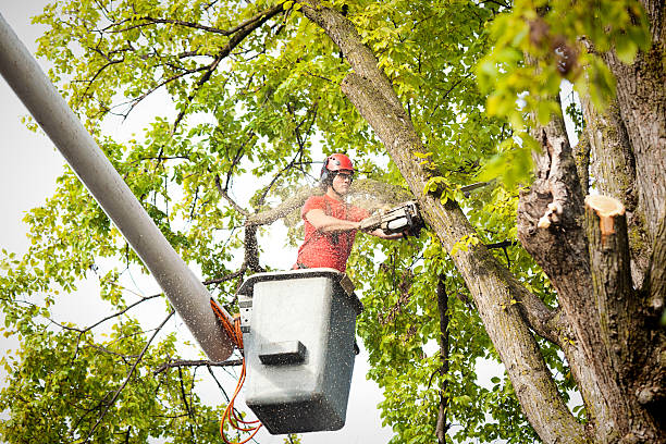 Reliable Fairhope, PA Tree Services Solutions