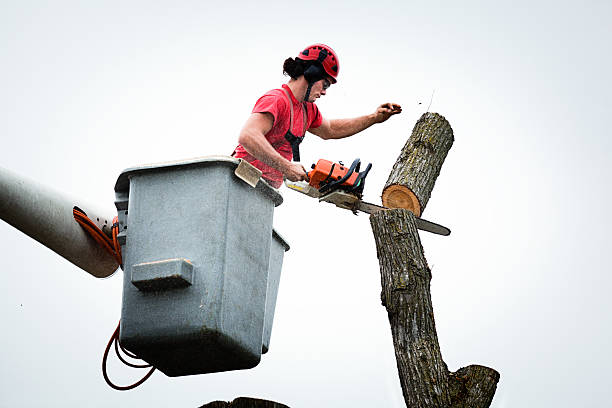 How Our Tree Care Process Works  in  Fairhope, PA